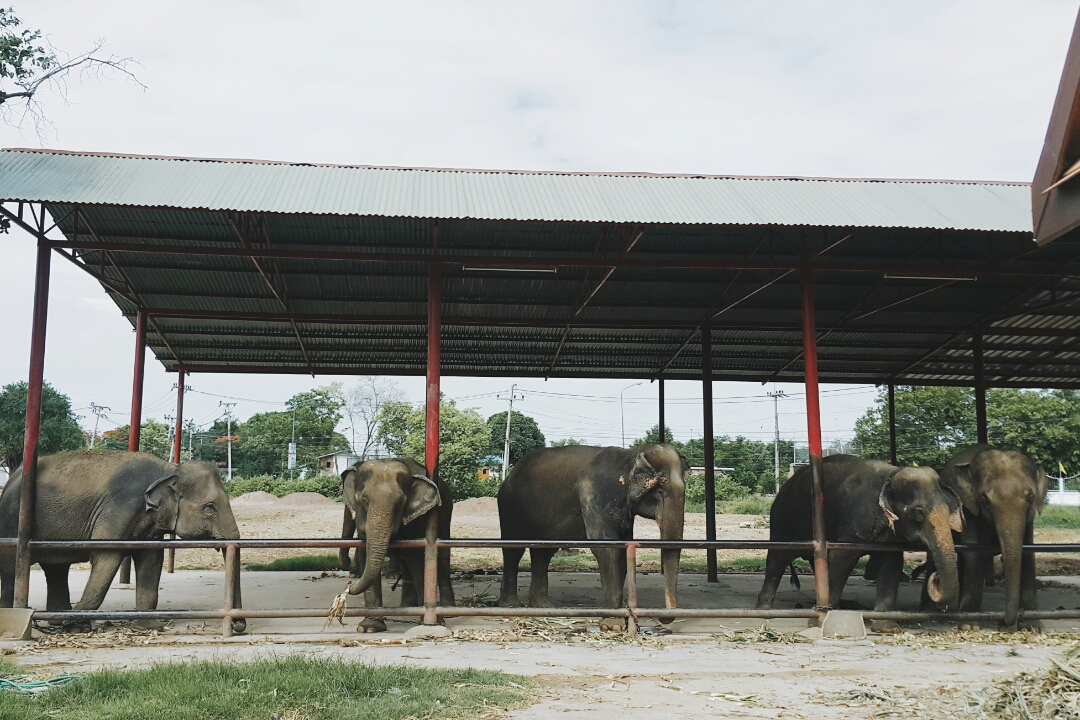 Бэкпекер, бекпекер, бекпекинг, бэкпекинг, backpacker, backpacking, аюттая аютхая, ayutthaya