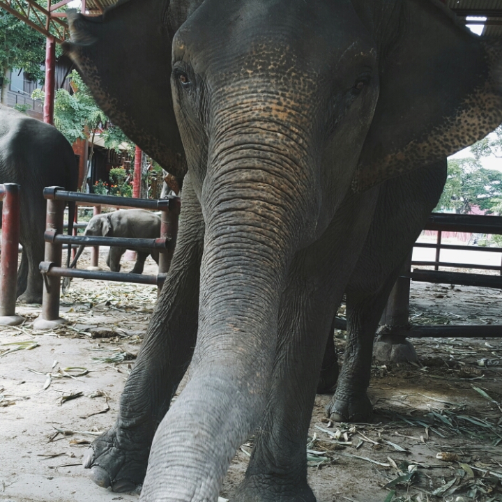Бэкпекер, бекпекер, бекпекинг, бэкпекинг, backpacker, backpacking, аюттая аютхая, ayutthaya